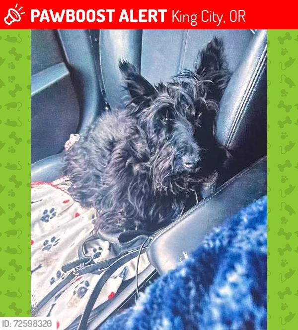 Lost Male Dog last seen Near sw el Dorado drive , King City, OR 97224