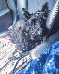 Lost Male Dog last seen Near sw el Dorado drive , King City, OR 97224