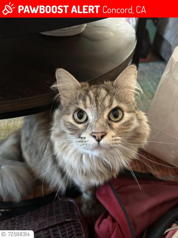 Lost Female Cat last seen Vista Diablo Cabana Club, Concord, CA 94518