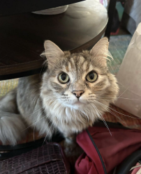 Lost Female Cat last seen Vista Diablo Cabana Club, Concord, CA 94518