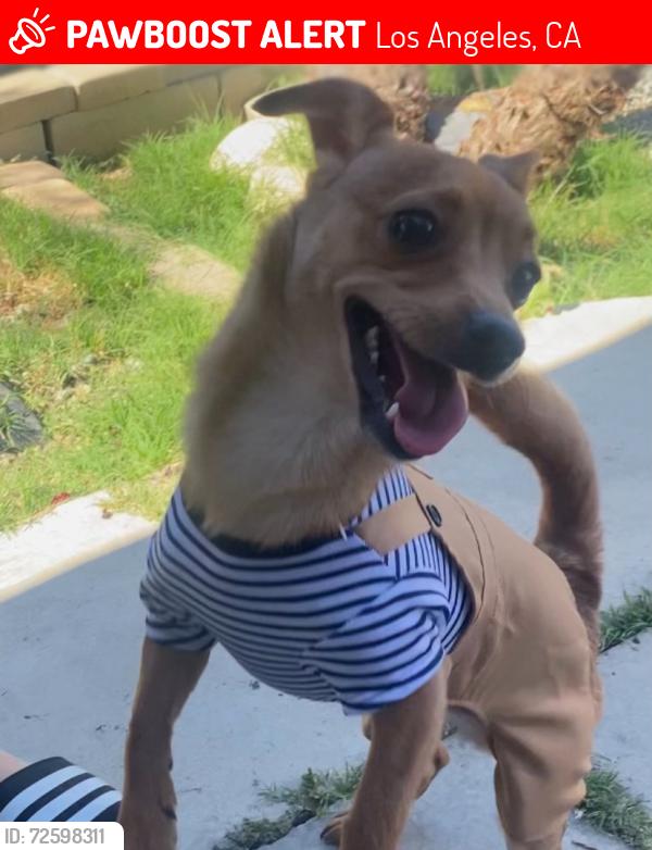 Lost Male Dog last seen Soto, Los Angeles, CA 90033