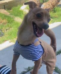 Lost Male Dog last seen Soto, Los Angeles, CA 90033