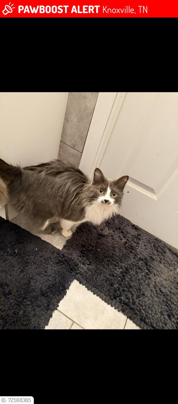 Lost Male Cat last seen Rowan rd , Knoxville, TN 37912