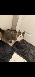 Lost Male Cat last seen Rowan rd , Knoxville, TN 37912