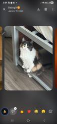 Lost Female Cat last seen Near , Lakeside, TX 76135