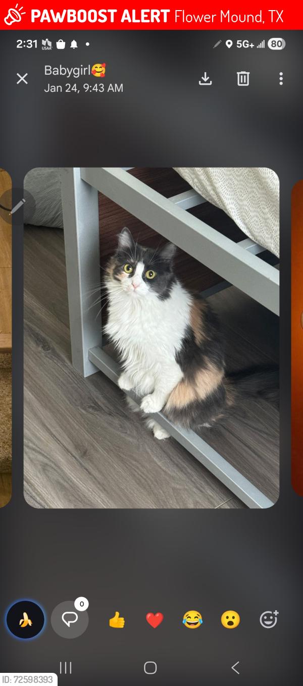 Lost Female Cat last seen Near , Lakeside, TX 76135