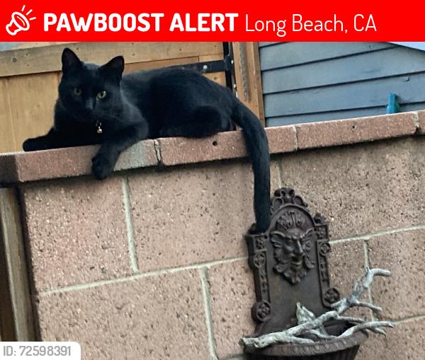 Lost Male Cat last seen Theresa/Orizaba, Long Beach, CA 90814