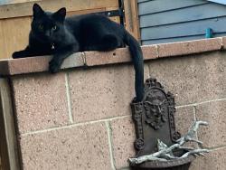 Lost Male Cat last seen Theresa/Orizaba, Long Beach, CA 90814