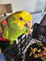Lost Unknown Bird last seen Santa Fe Ave and W Willow St, Long Beach, CA 90810