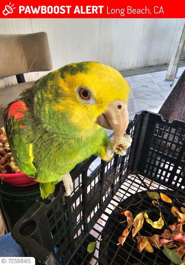 Lost Unknown Bird last seen Santa Fe Ave and W Willow St, Long Beach, CA 90810