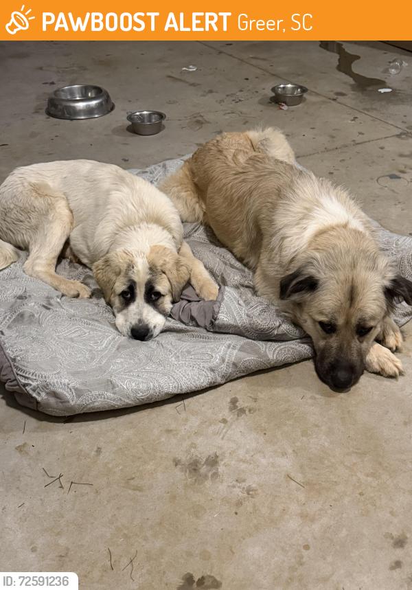 Found/Stray Female Dog last seen Abner Creek Rd near the elementary school, Greer, SC 29650