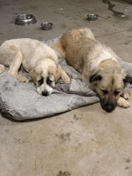 Found/Stray Female Dog last seen Abner Creek Rd near the elementary school, Greer, SC 29650