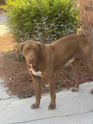 Found/Stray Male Dog last seen Cohutta Beaverdale Road and McGaughey Chapel, Cohutta, Whitfield County, GA 30710