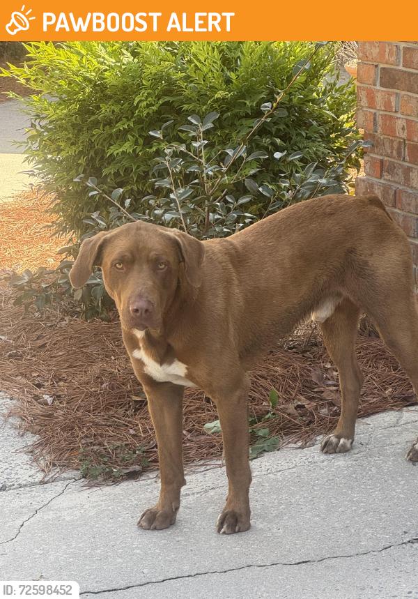 Found/Stray Male Dog last seen Cohutta Beaverdale Road and McGaughey Chapel, Cohutta, Whitfield County, GA 30710