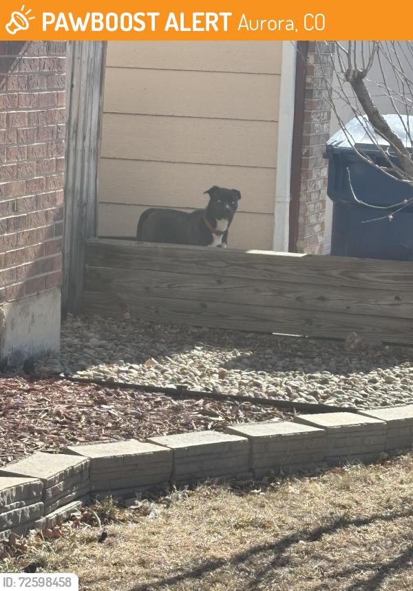 Found/Stray Unknown Dog last seen East Arizona and Louisiana drive, Aurora, CO 80017