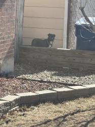 Found/Stray Unknown Dog last seen East Arizona and Louisiana drive, Aurora, CO 80017