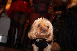 Lost Female Dog last seen Euphora Blvd , Cherry Hill Township, NJ 08003