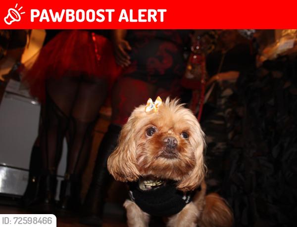 Lost Female Dog last seen Euphora Blvd , Cherry Hill Township, NJ 08003