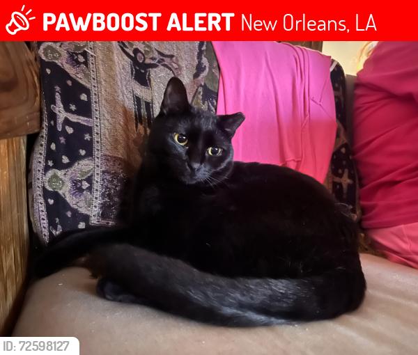 Lost Male Cat last seen Ada Place & C Roadway, New Orleans, LA 70124