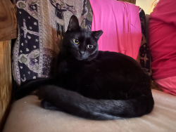 Lost Male Cat last seen Ada Place & C Roadway, New Orleans, LA 70124