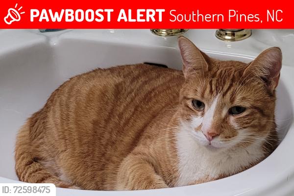 Lost Male Cat last seen Pee Dee Rd/Midland Rd, Southern Pines, NC, Pinehurst, NC 28374