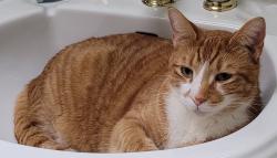 Lost Male Cat last seen Pee Dee Rd/Midland Rd, Southern Pines, NC, Pinehurst, NC 28374