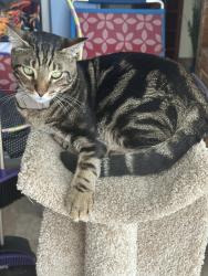Lost Male Cat last seen Federal and 19 street , Fort Lauderdale, FL 33305