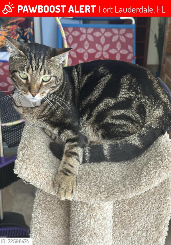Lost Male Cat last seen Federal and 19 street , Fort Lauderdale, FL 33305