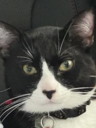 Lost Male Cat last seen 153st and 101Ave Surrey , Surrey, BC V3R 9V8