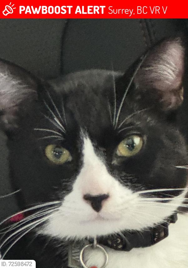 Lost Male Cat last seen 153st and 101Ave Surrey , Surrey, BC V3R 9V8