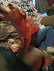 Lost Female Dog last seen Hill and mctiuge , Toledo, OH 43615