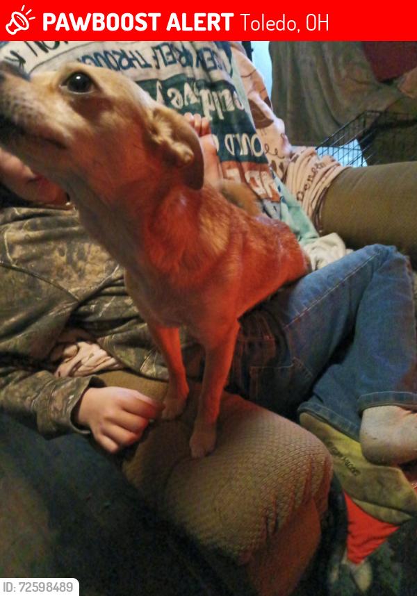 Lost Female Dog last seen Hill and mctiuge , Toledo, OH 43615