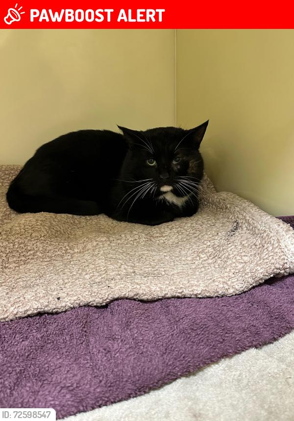Lost Male Cat last seen Merton Road, Upney Lane, Greater London, England IG11