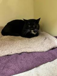Lost Male Cat last seen Merton Road, Upney Lane, Greater London, England IG11