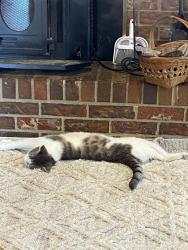 Lost Male Cat last seen Forrest Oaks Animal Hospital Parking Lot, Greensboro, NC 27406