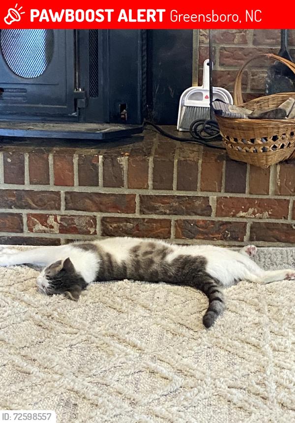 Lost Male Cat last seen Forrest Oaks Animal Hospital Parking Lot, Greensboro, NC 27406