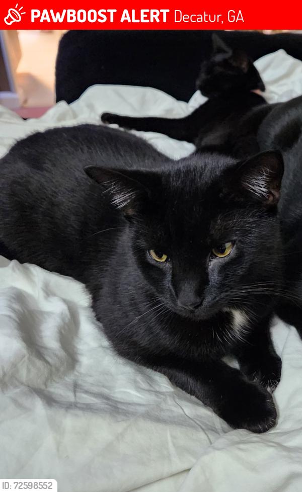 Lost Male Cat last seen QT at Wesley Chapel and Rainbow, Decatur, GA 30034