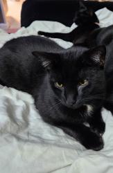 Lost Male Cat last seen QT at Wesley Chapel and Rainbow, Decatur, GA 30034