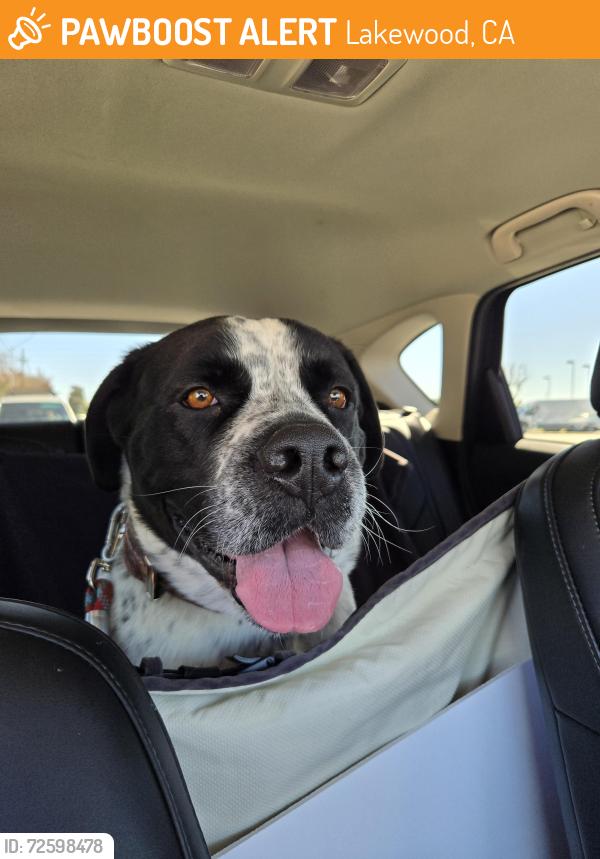 Found/Stray Male Dog last seen Centralia St. & Pioneer Blvd., Lakewood, CA 90715