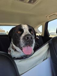 Found/Stray Male Dog last seen Centralia St. & Pioneer Blvd., Lakewood, CA 90715