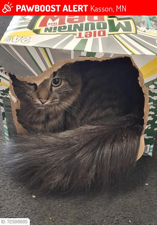 Lost Male Cat last seen W Veterans Memorial Hwy , Kasson, MN 55944