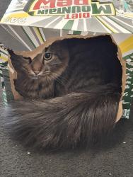 Lost Male Cat last seen W Veterans Memorial Hwy , Kasson, MN 55944