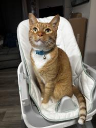 Lost Male Cat last seen Spanish trail / New Hope Rd, Pensacola, FL 32504
