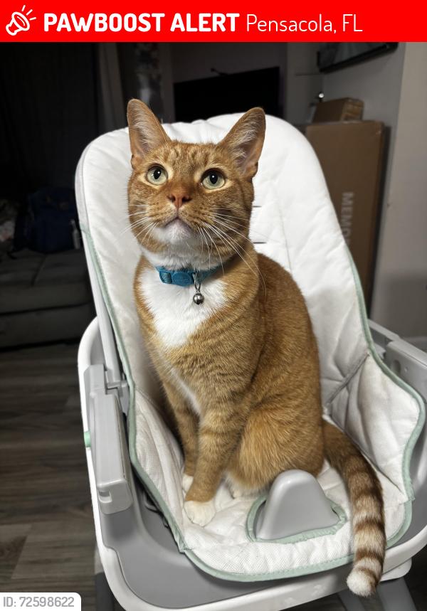 Lost Male Cat last seen Spanish trail / New Hope Rd, Pensacola, FL 32504