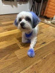 Lost Female Dog last seen Between 7th & 8th street, Newark, NJ 07103