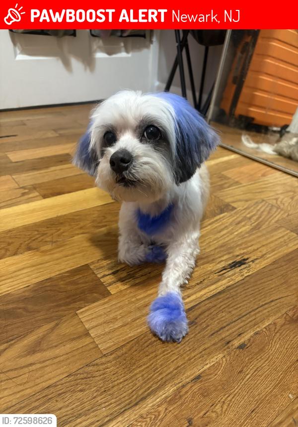 Lost Female Dog last seen Between 7th & 8th street, Newark, NJ 07103