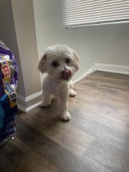 Lost Male Dog last seen  Riverband rd Charlotte , Charlotte, NC 28214
