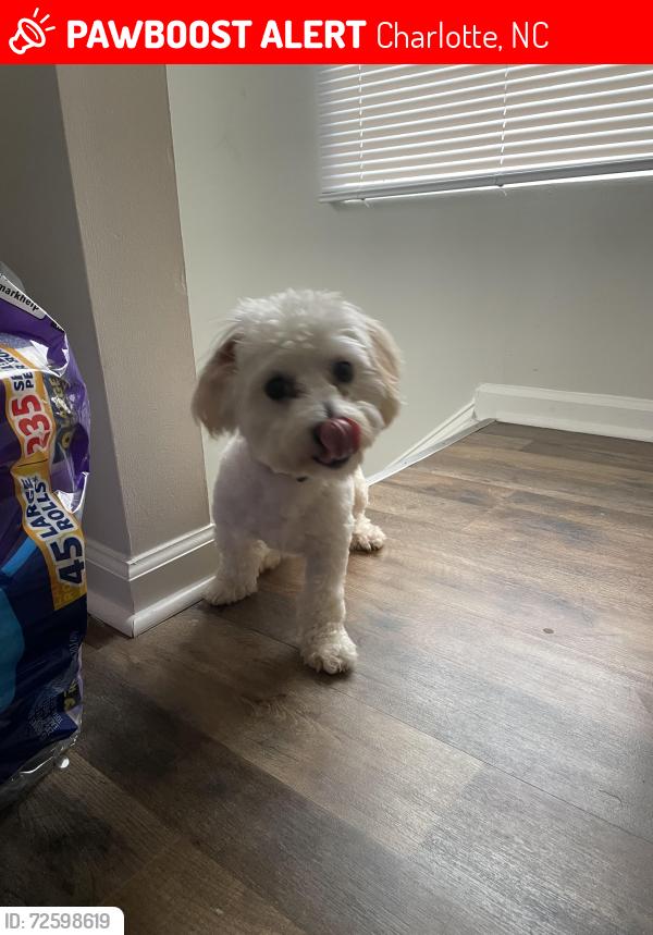 Lost Male Dog last seen  Riverband rd Charlotte , Charlotte, NC 28214