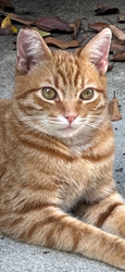 Lost Male Cat last seen Atwater Avenue and Fletcher Drive, Los Angeles, CA 90039