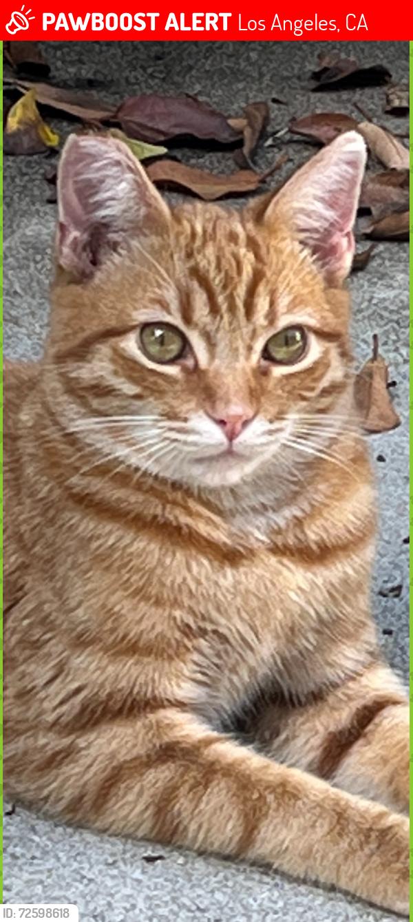 Lost Male Cat last seen Atwater Avenue and Fletcher Drive, Los Angeles, CA 90039